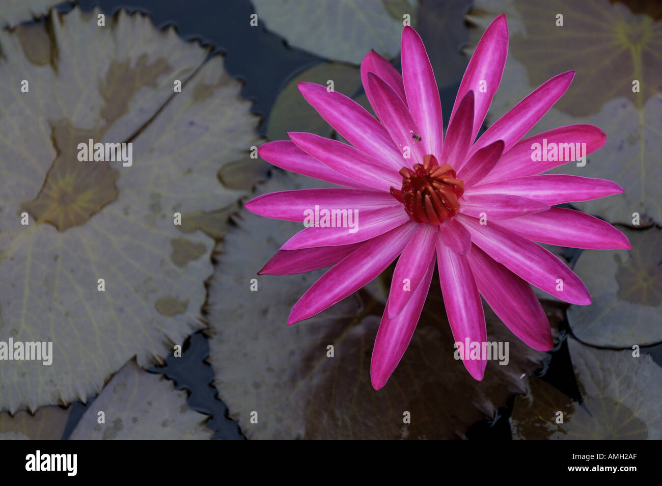 Water Lillies - Nymphaeaceae - dans un étang, Yangshuo, Guangxi, Chine. Banque D'Images
