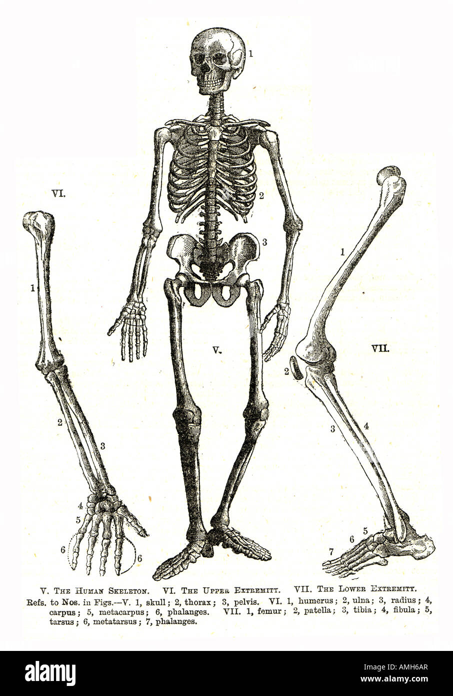 L'anatomie du squelette du membre inférieur supérieur pelvis thorax crâne humérus radius ulna carpe métacarpes phalanges fémur patella t Banque D'Images