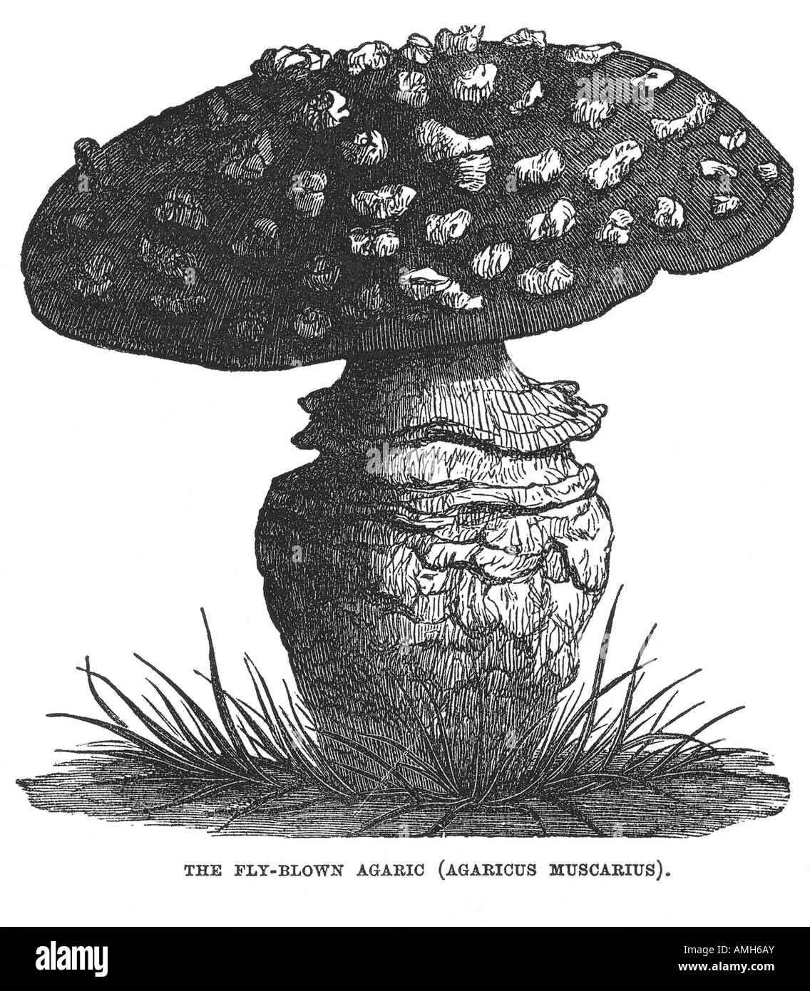 Fructifications fongiques agaric pileus stipe, avec branchies des lamelles de champignons de la fructification, tree-champignon Agaricus Linnéennes agaricum Banque D'Images