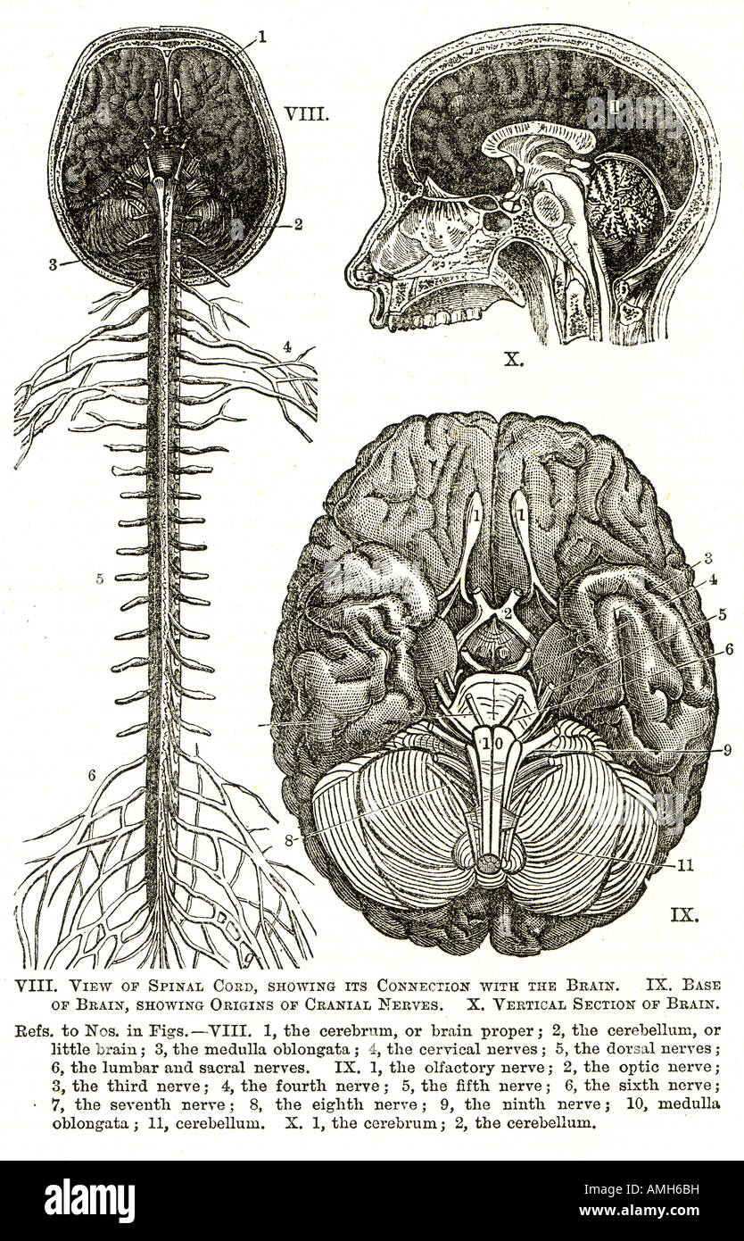 Système nerveux du cerveau de la moelle épinière nerf crânien cerveau diagramme diagramme en coupe anatomique voie neuronale perception sensorielle Banque D'Images