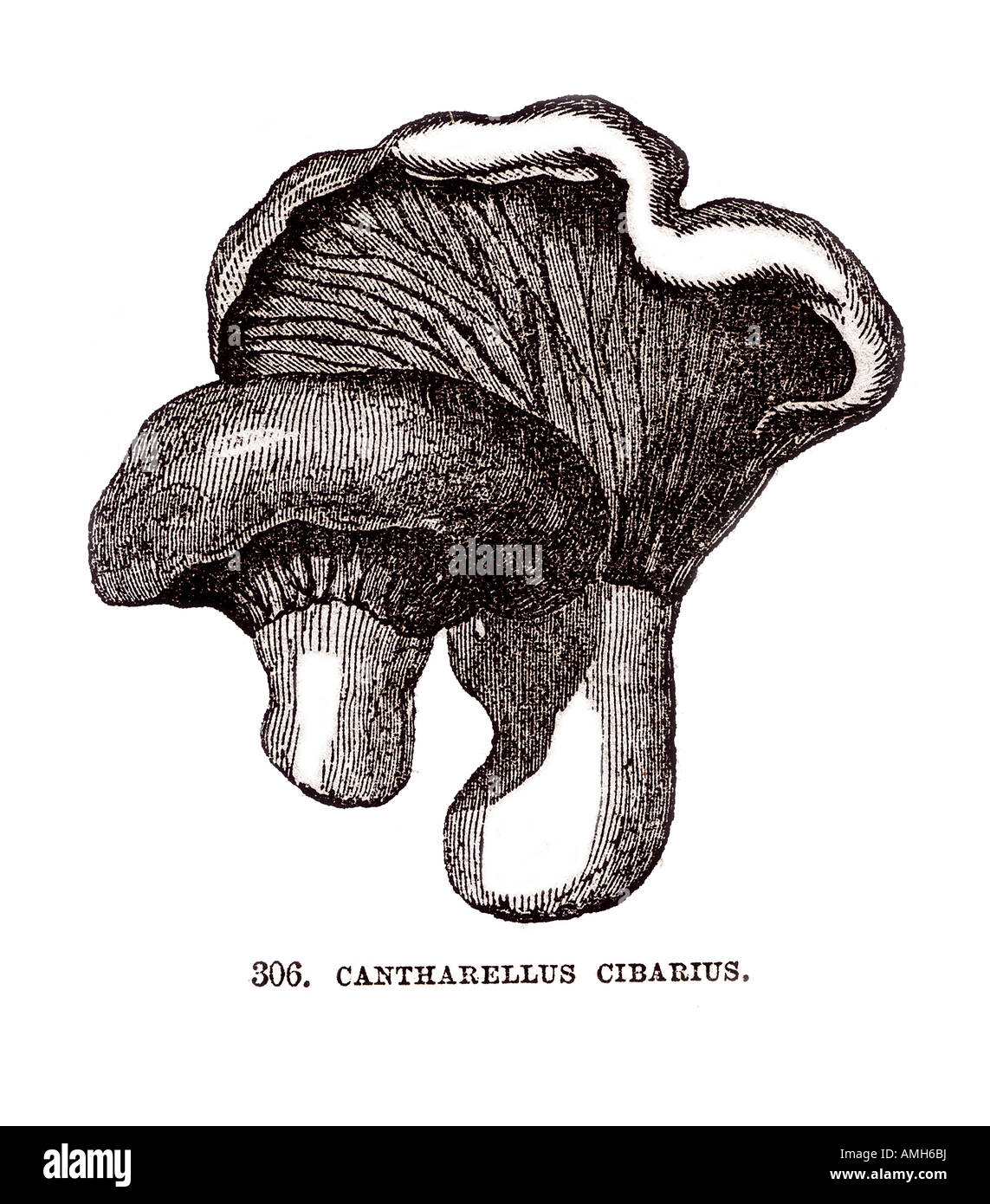 Les espèces du genre Cantharellus cibarius cibarius chanterelle jaune