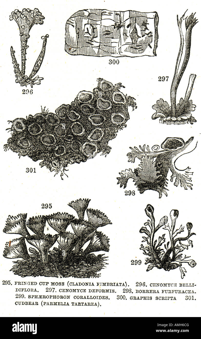 Mousse coupe frangée cladonia fimbriata cenomyce borrera sphaerophoron bellidiflora deformis furfuracea coralloides graphis scripta Banque D'Images