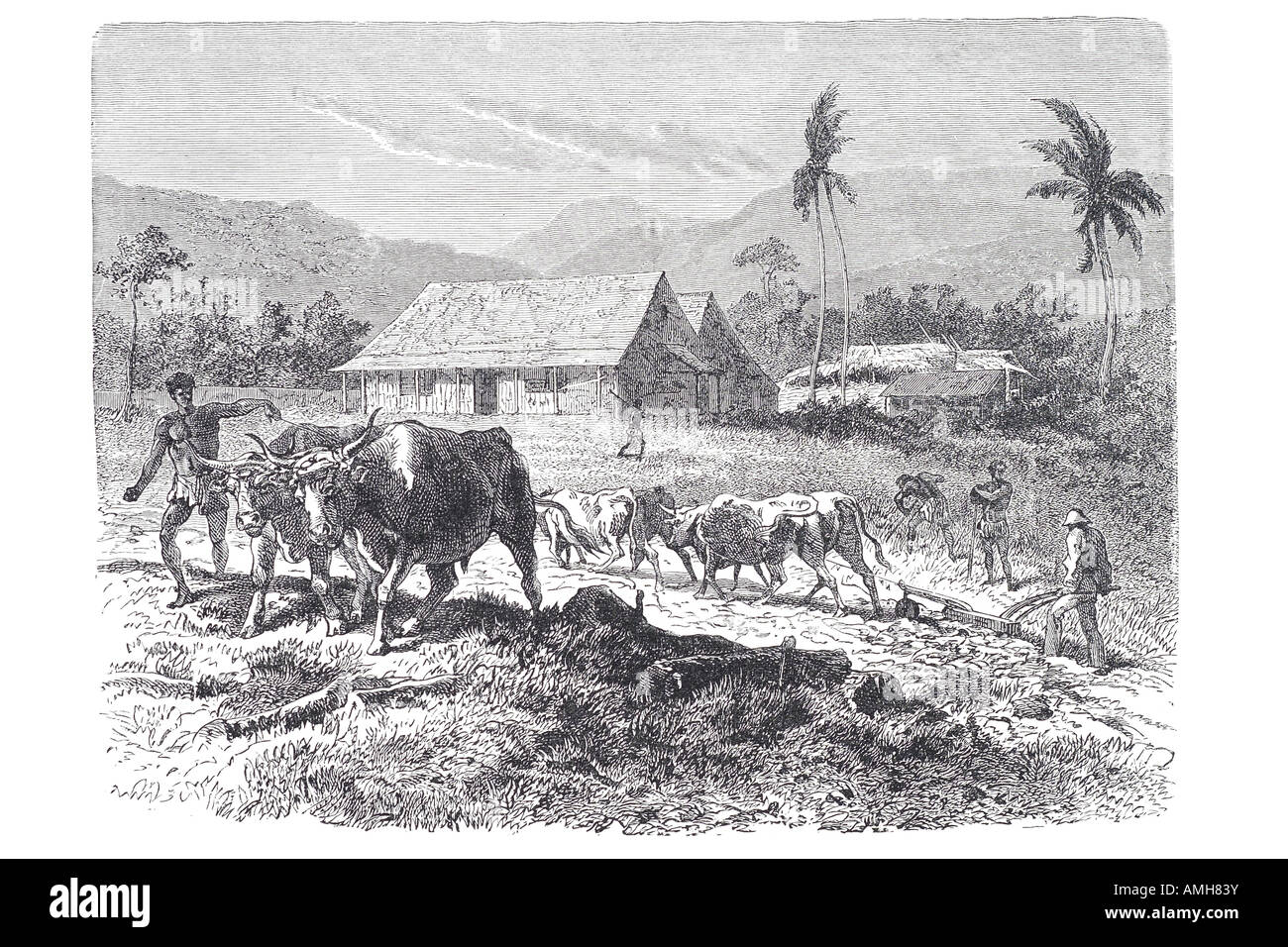 Épines tugela agricoles afrique du sud natal britannique colonie République Boer Natalia, Union européenne Afrique du Sud. Kwazulu-natal Buffalo River Zul Banque D'Images