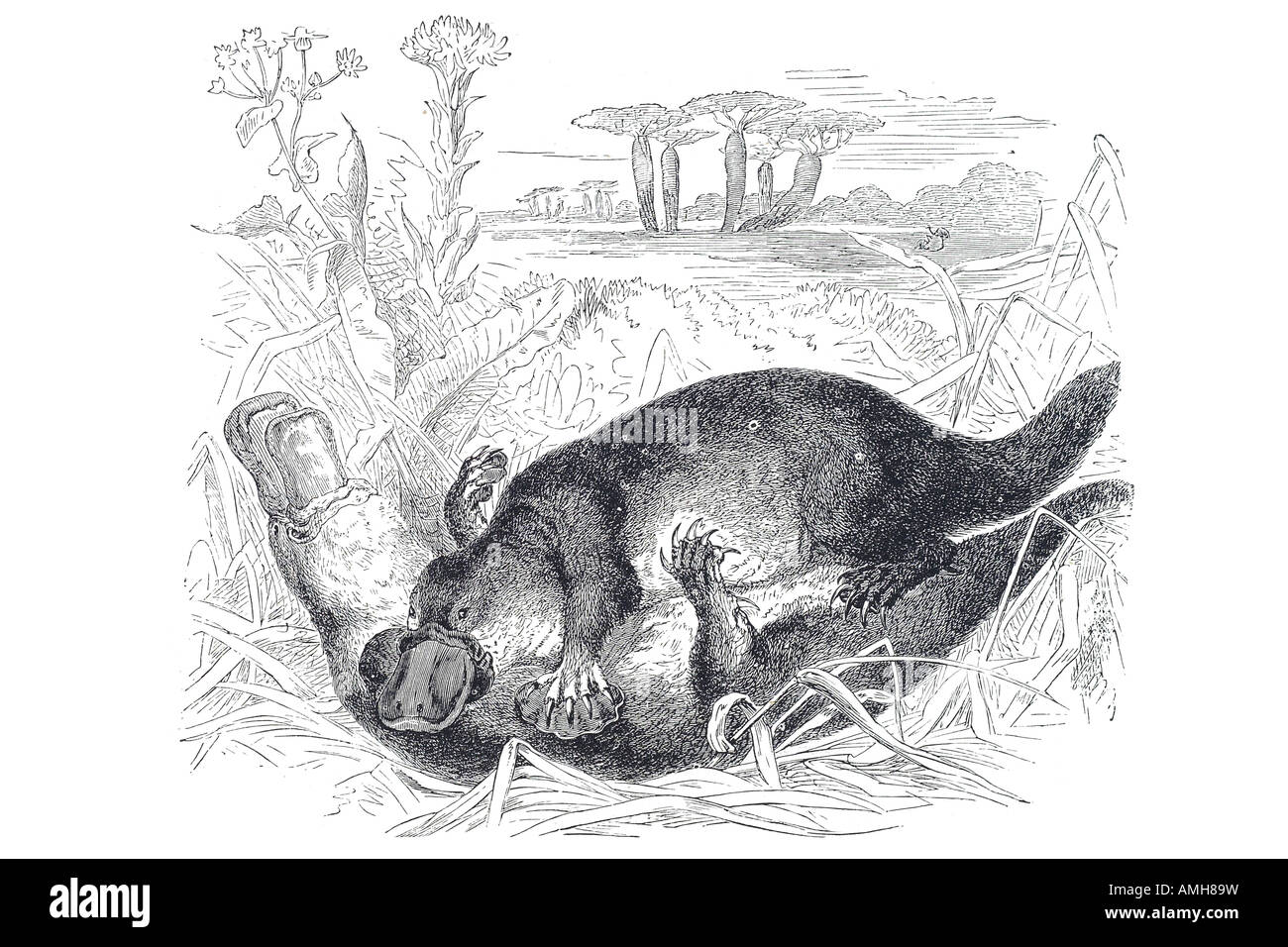 Ornithorhynchus anatinus ornithorynque mammifère semi-aquatique est de l'Australie Tasmanie. echidna, mammifères monotrèmes pondent oeuf Ornithorhync Banque D'Images