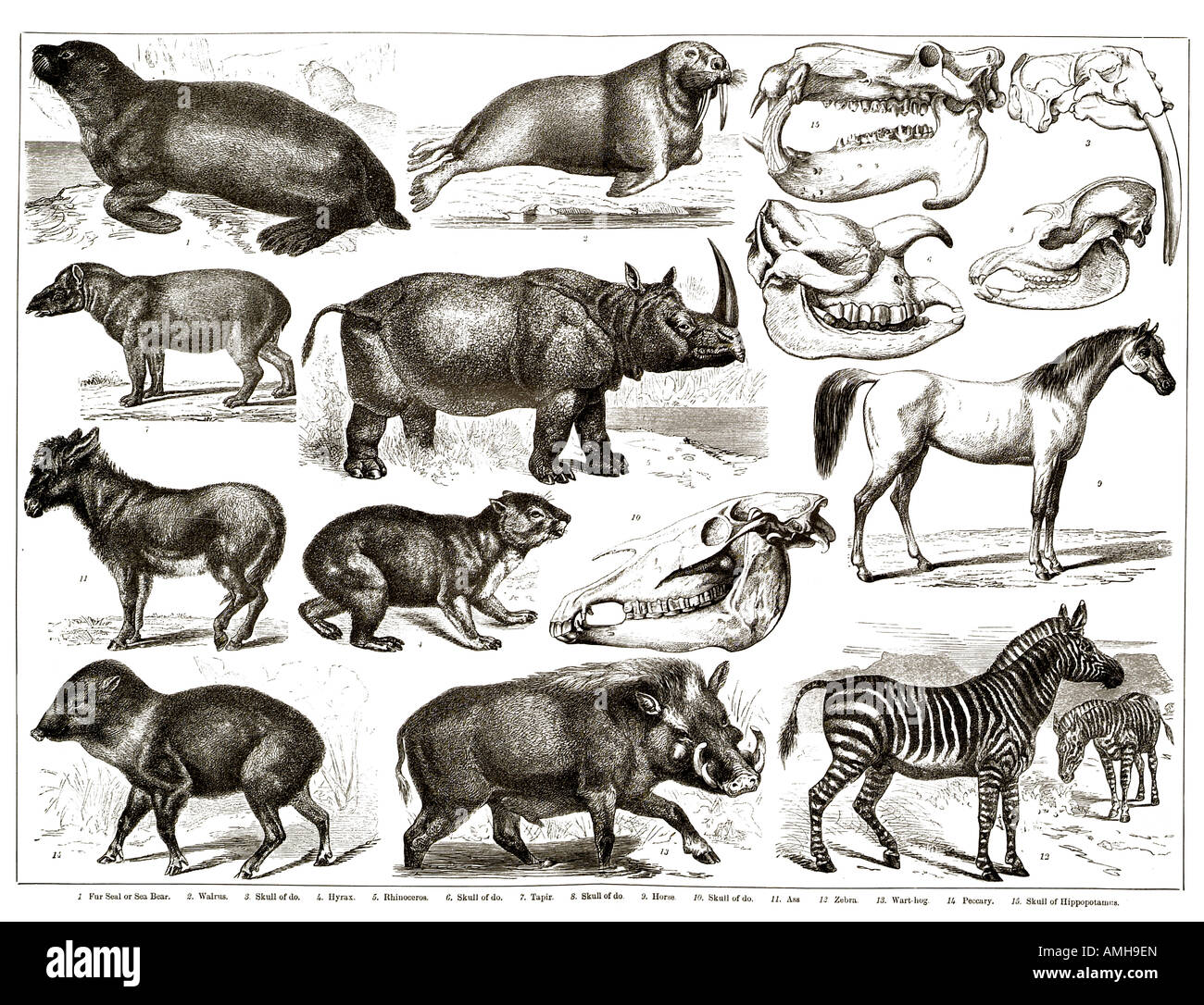 Les ongulés ongulés joint rhinocéros zèbre cheval mammifères ongulés profil scull toe Perissodactyla Artiodactyla Cetacea cheval, zebra, donk Banque D'Images
