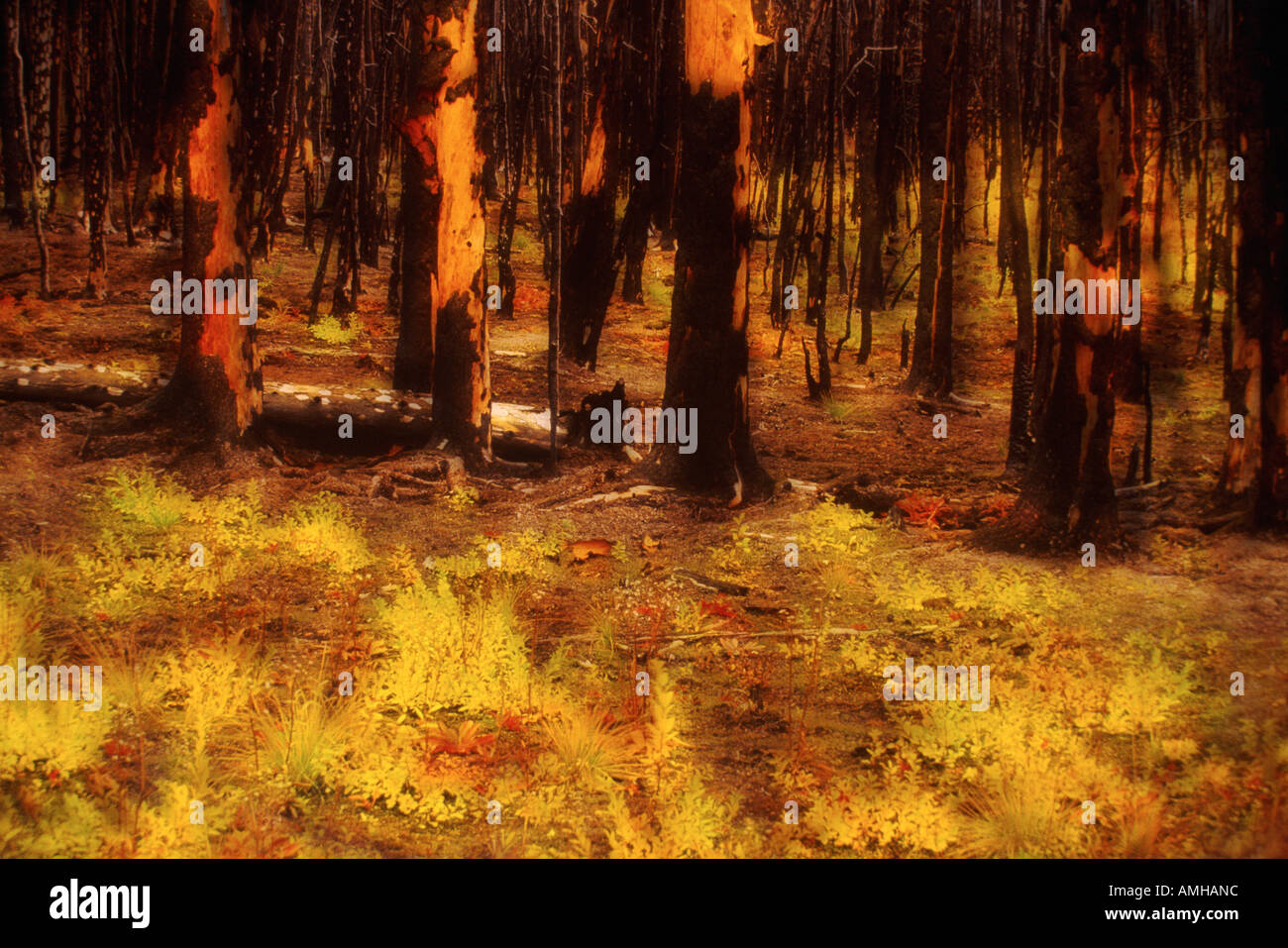 Arbres noircis de brûler des feux de forêt, territoire du Yukon, Canada Banque D'Images