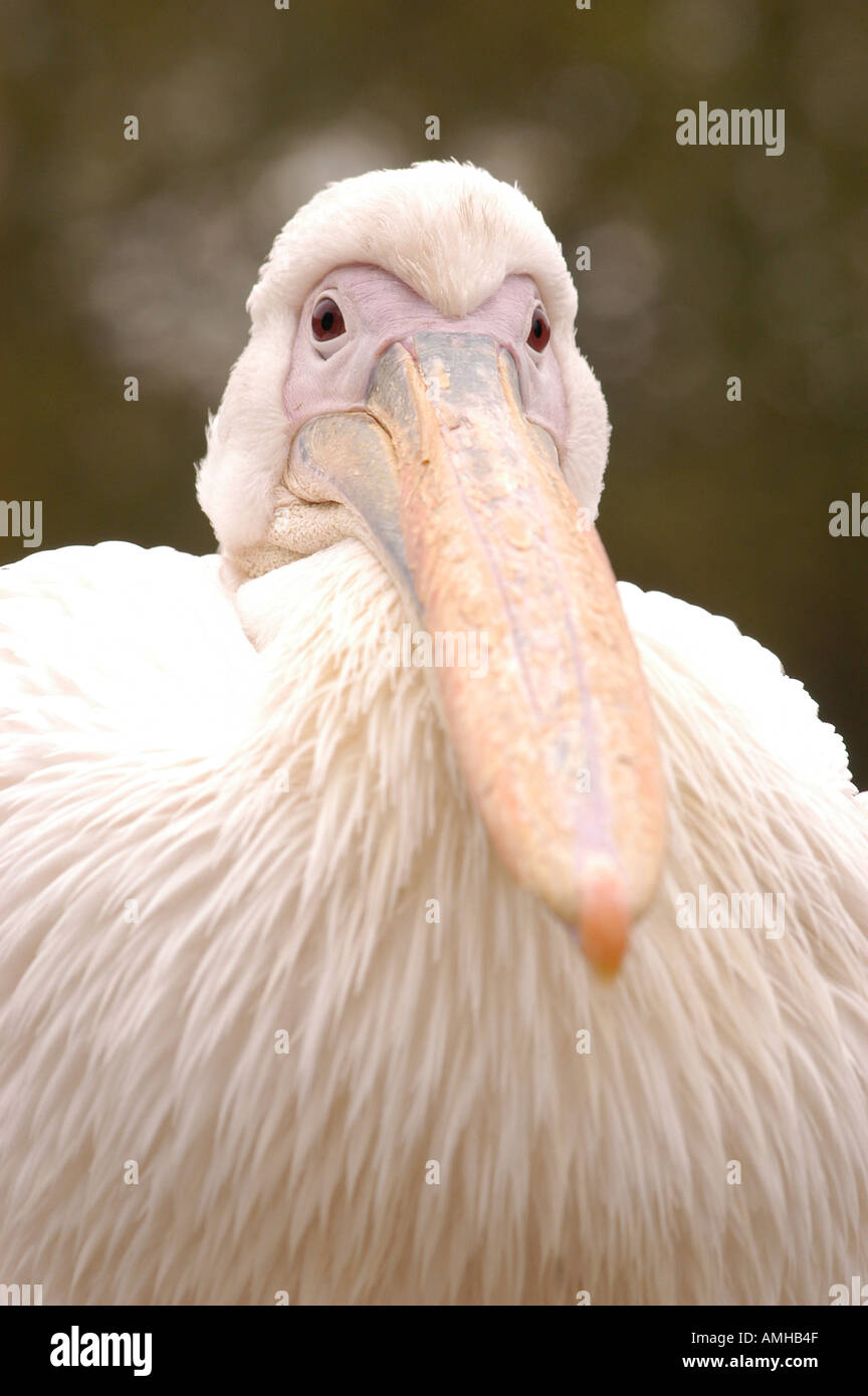 Close up de Pelican à St James's Park, Londres Banque D'Images