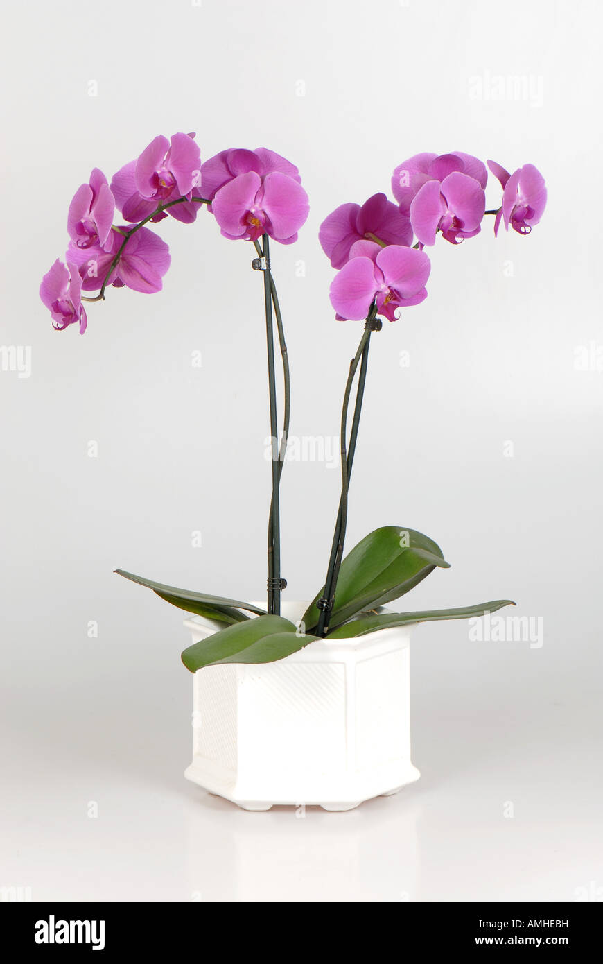 Plante à fleurs orchidée Phalaenopsis plante cache-pot de chambre Banque D'Images