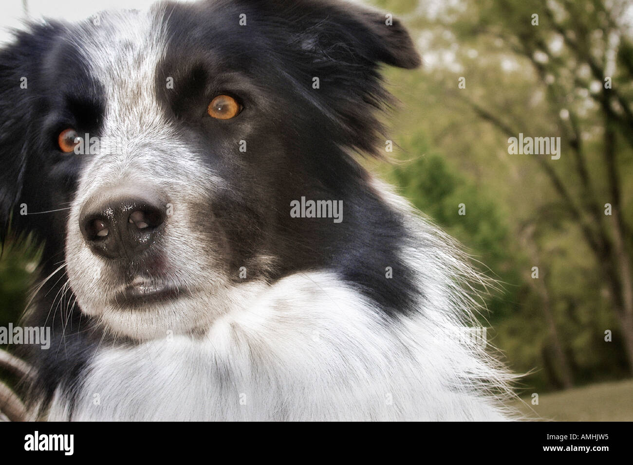Portrait de Border Collie en plein air Banque D'Images
