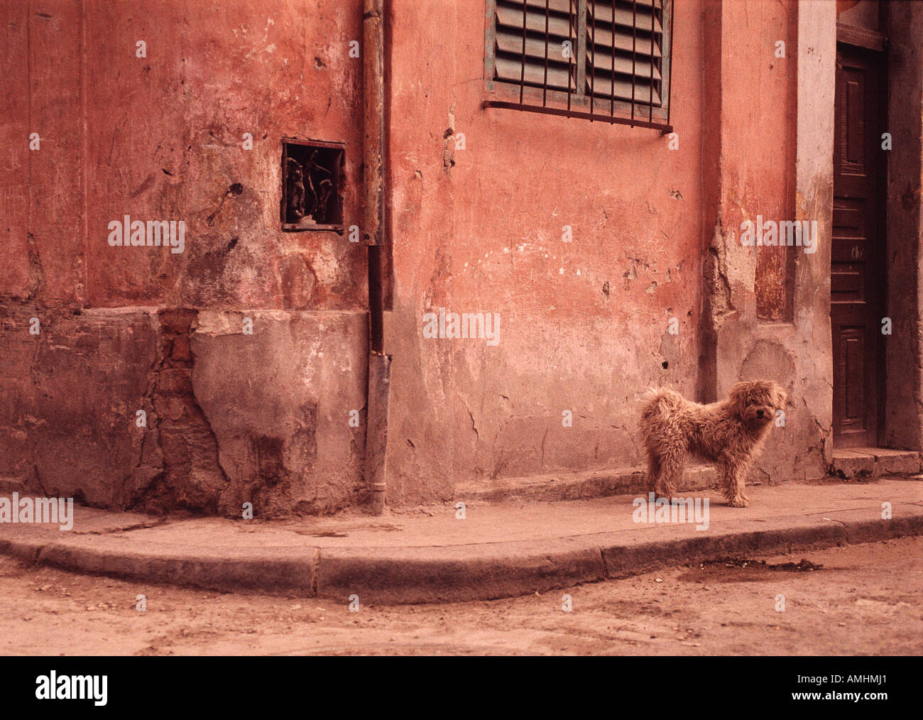 Chien sur coin de rue, La Havane, Cuba Banque D'Images