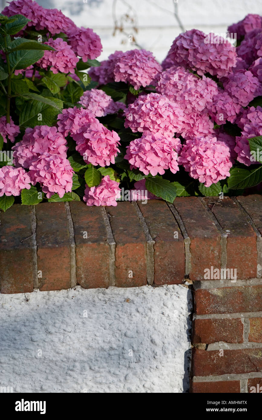 Avant de banlieue ensoleillée avec jardin d'hortensias et mur de brique Banque D'Images