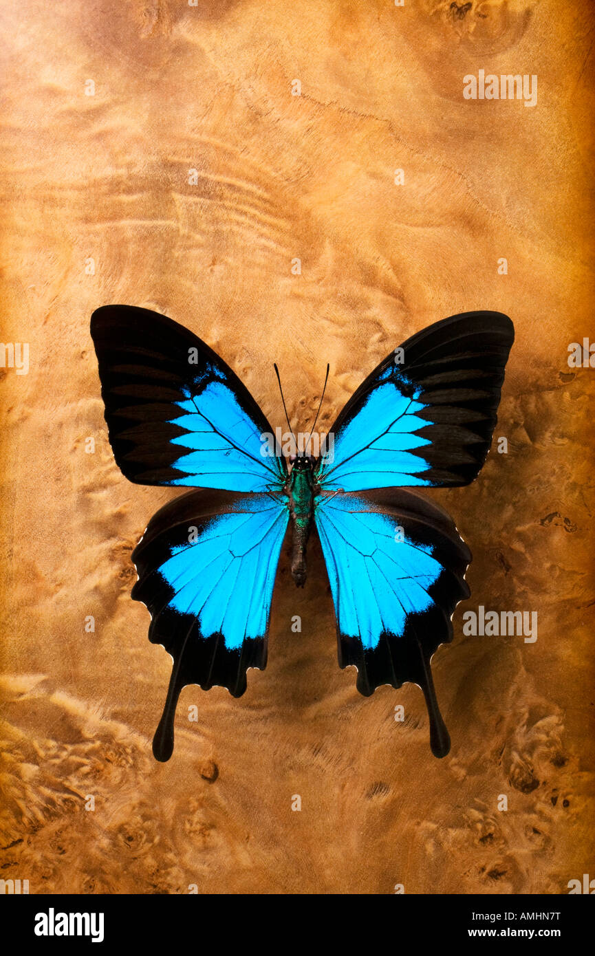 Papillon Bleu et noir sur bois Banque D'Images