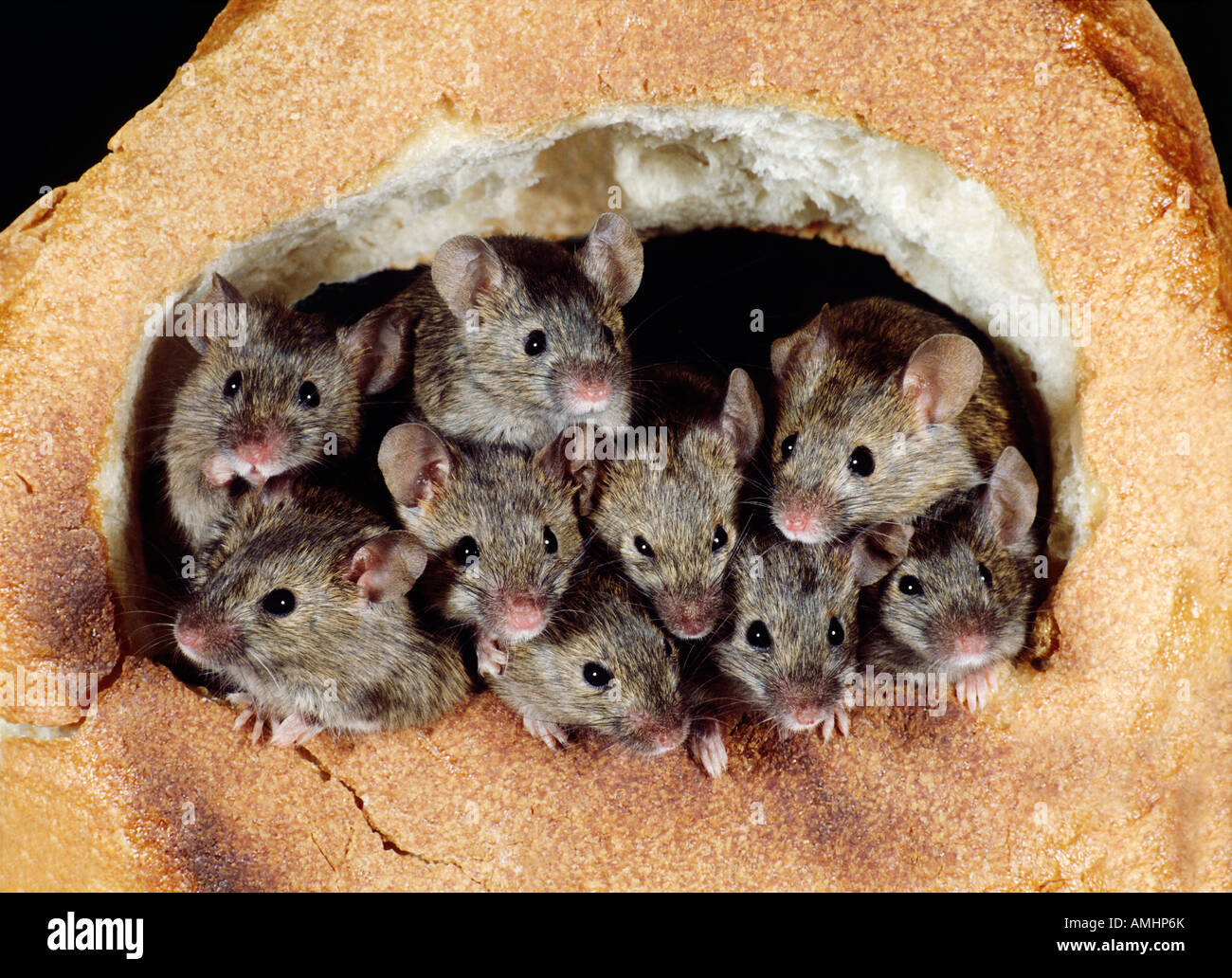 Souris domestique La souris Mus musculus dans le pain Europa Europe animal animaux adultes format horizontal Mammifères Mammifères souris pe Banque D'Images