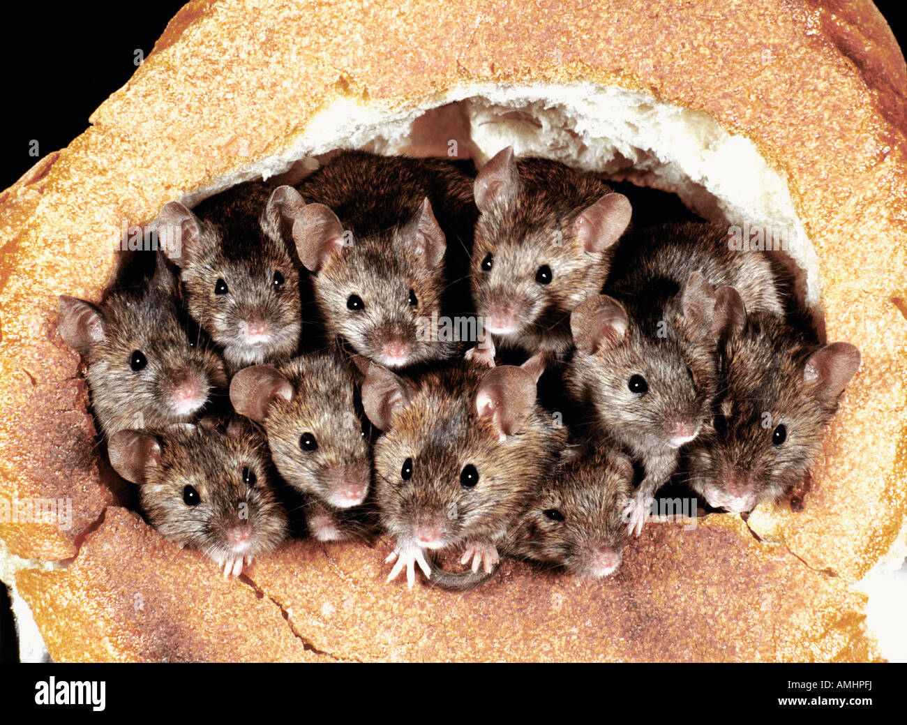 Souris domestique La souris Mus musculus dans le pain Europa Europe animal animaux adultes format horizontal Mammifères Mammifères souris pe Banque D'Images