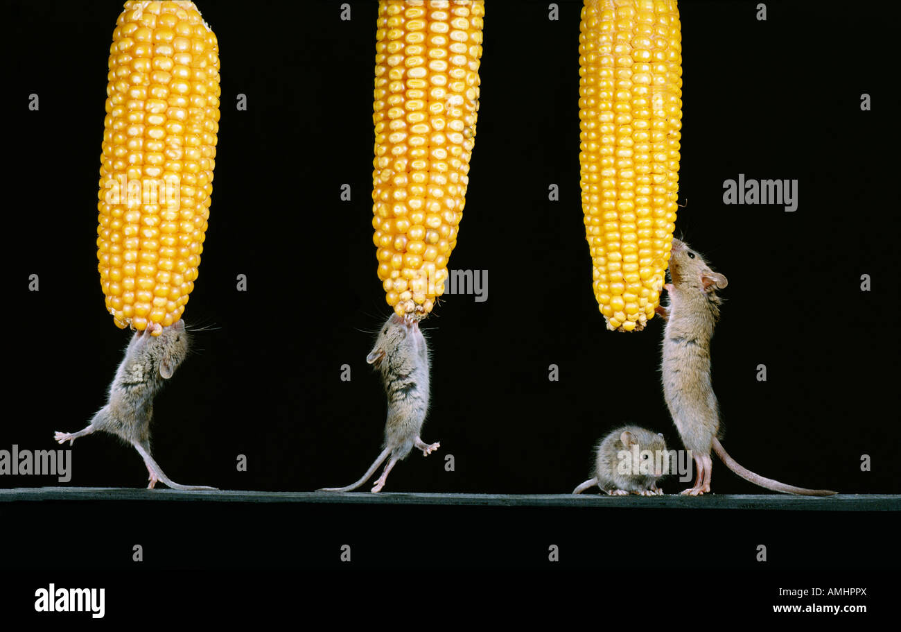 Souris domestique Mus musculus chauffage Maïs Maïs Zea mays Europa Europe animal animaux adultes format horizontal Mammifères Mammifères m Banque D'Images