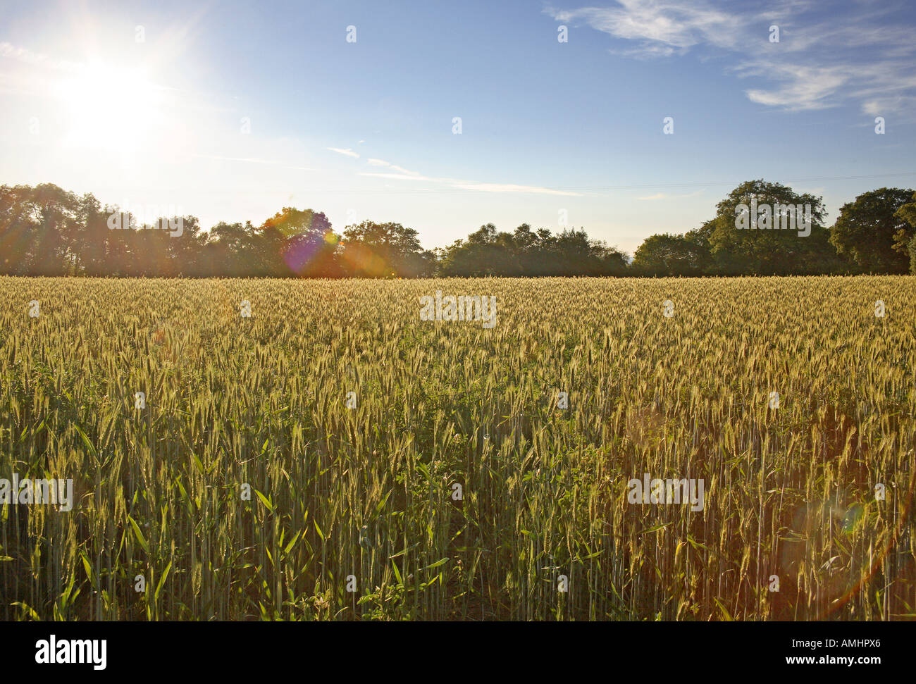 Domaine des cultures. Dorset, Angleterre Banque D'Images
