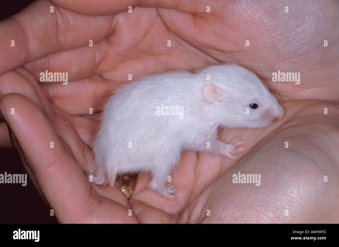 Hamster Domestique Blanc Aux Cheveux Longs Bebe 3 Semaines Etant Detenu Par La France Photo Stock Alamy