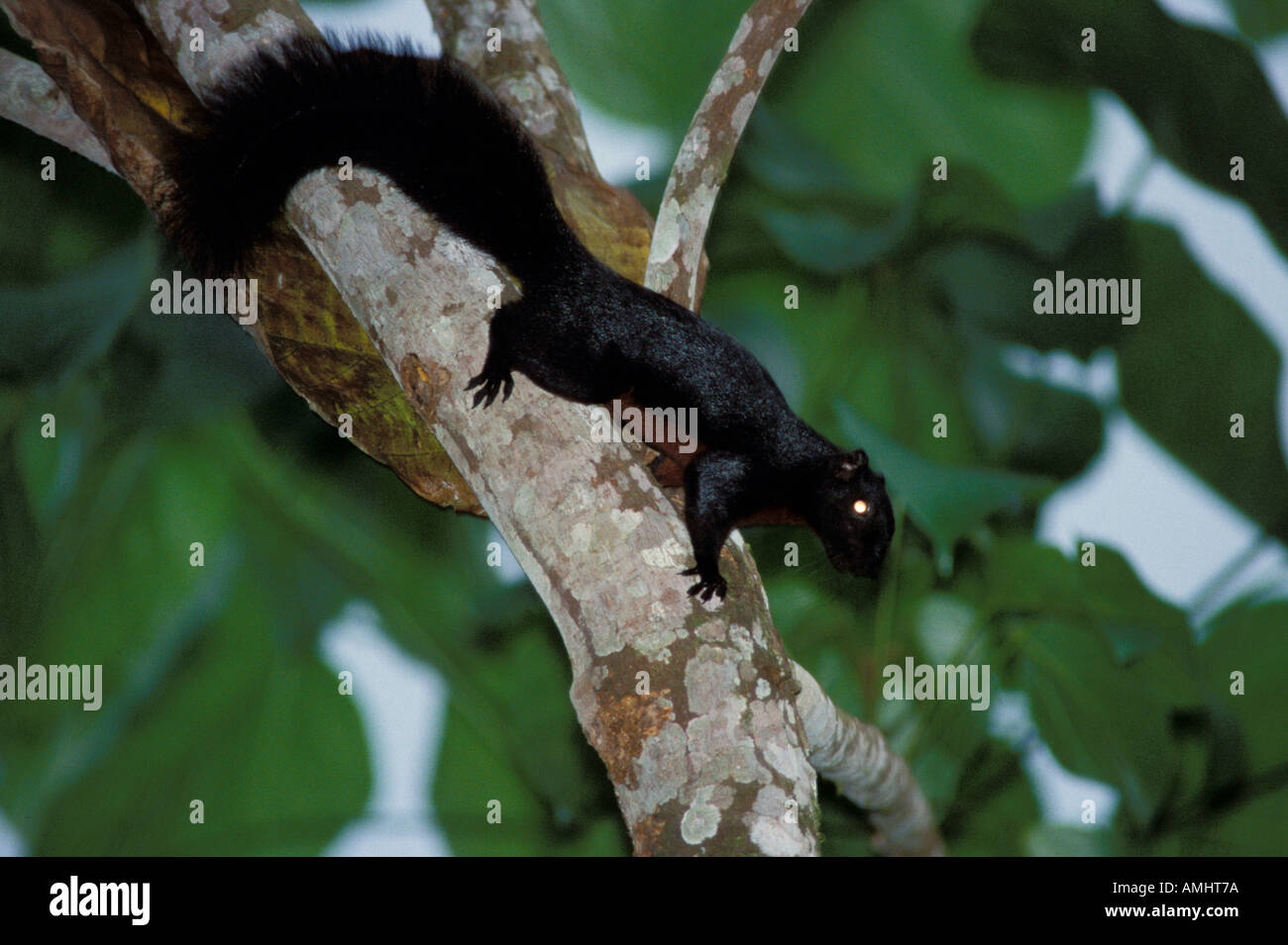 Callosciurus prevostii écureuil s Prevost pluton Danum Valley Sabah Banque D'Images