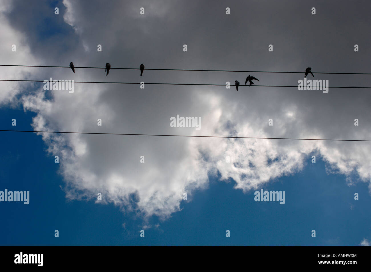 Hirondelles & House Martins, perché sur les câbles téléphoniques. Banque D'Images