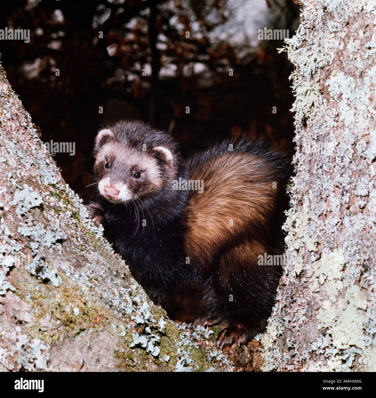 Putois Banque D Image Et Photos Alamy