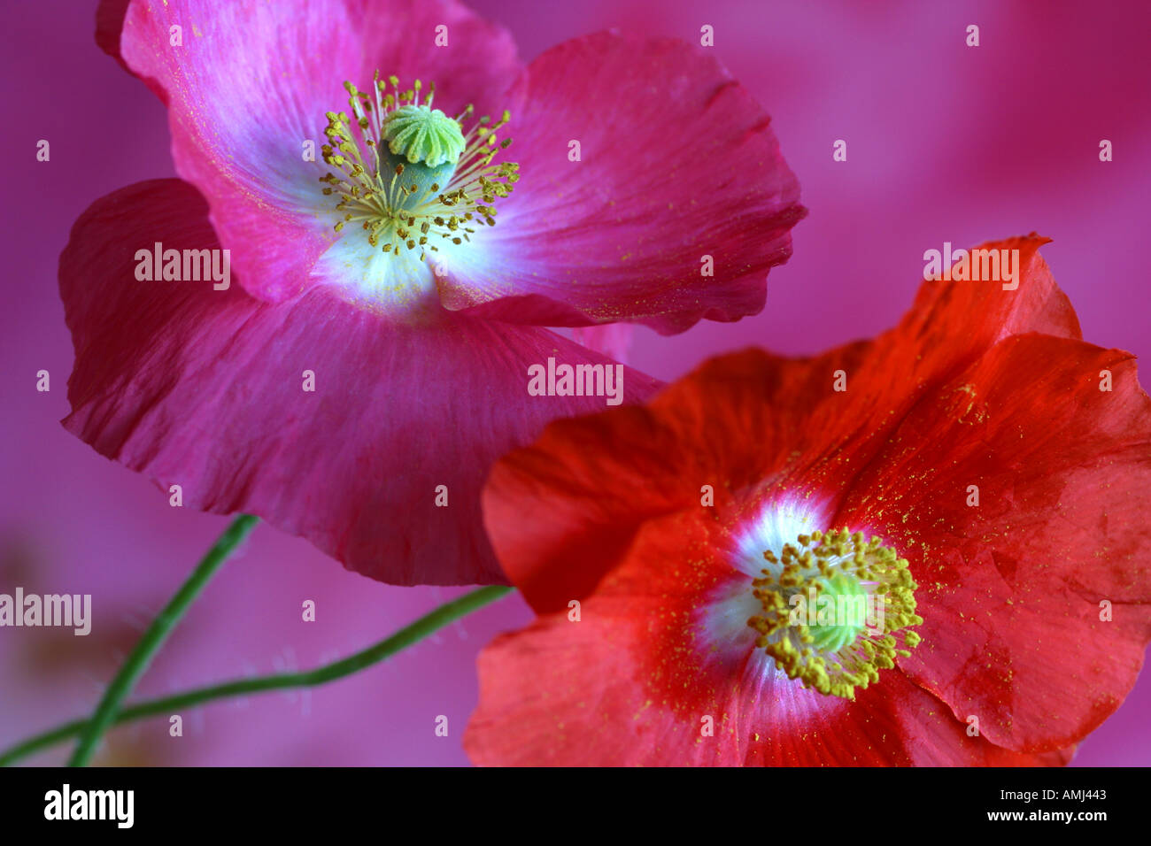 Deux Shirley coquelicots Papaver rhoeas avec fond rose Banque D'Images