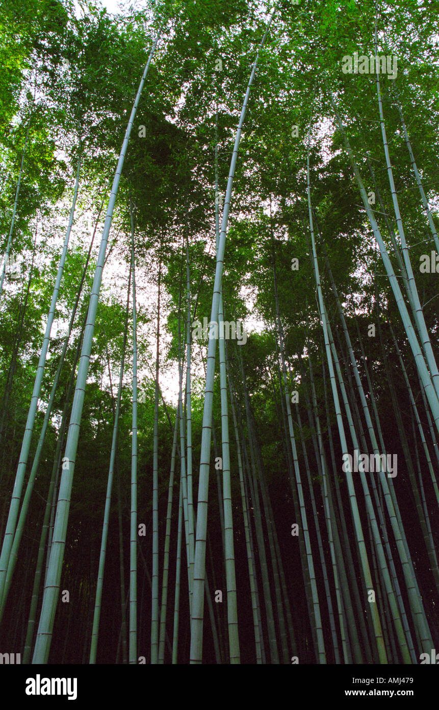Forêt de bambou à Arashyama près de Kyoto au Japon Banque D'Images