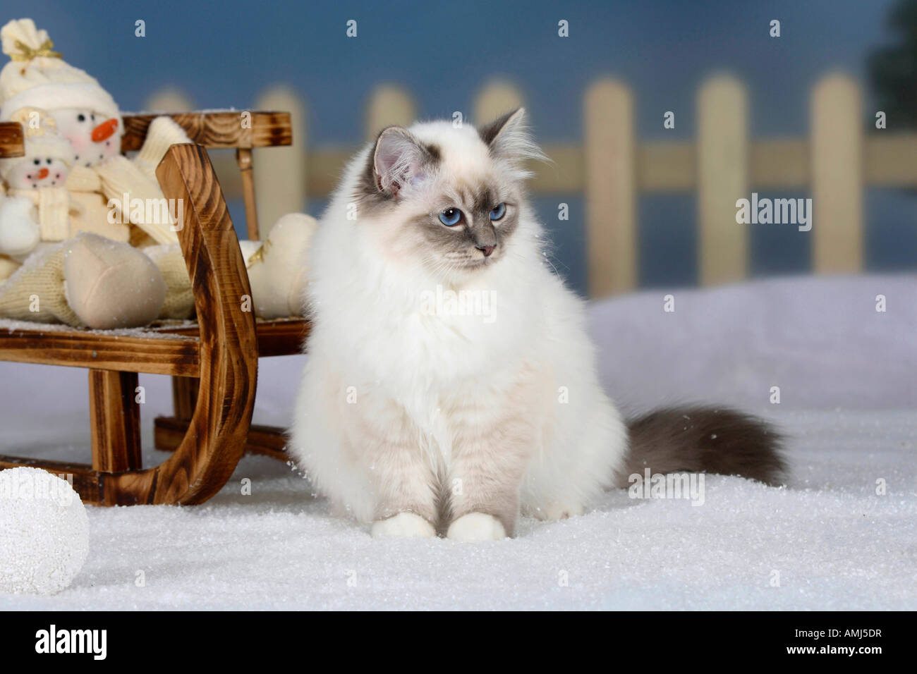 Birman blue tabby point Banque de photographies et d’images à haute