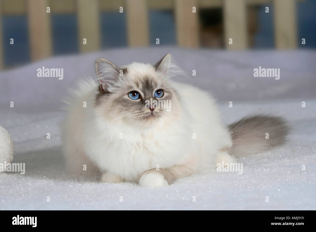 Chat Sacré de Birmanie blue tabby point Sacré de Birmanie Photo Stock