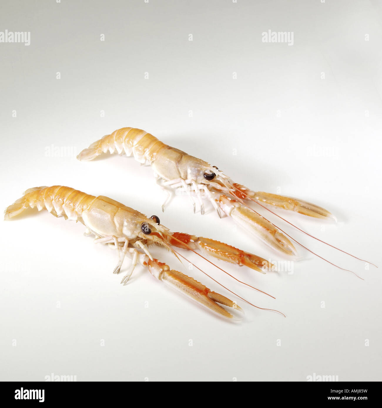 Langoustine Banque D'Images
