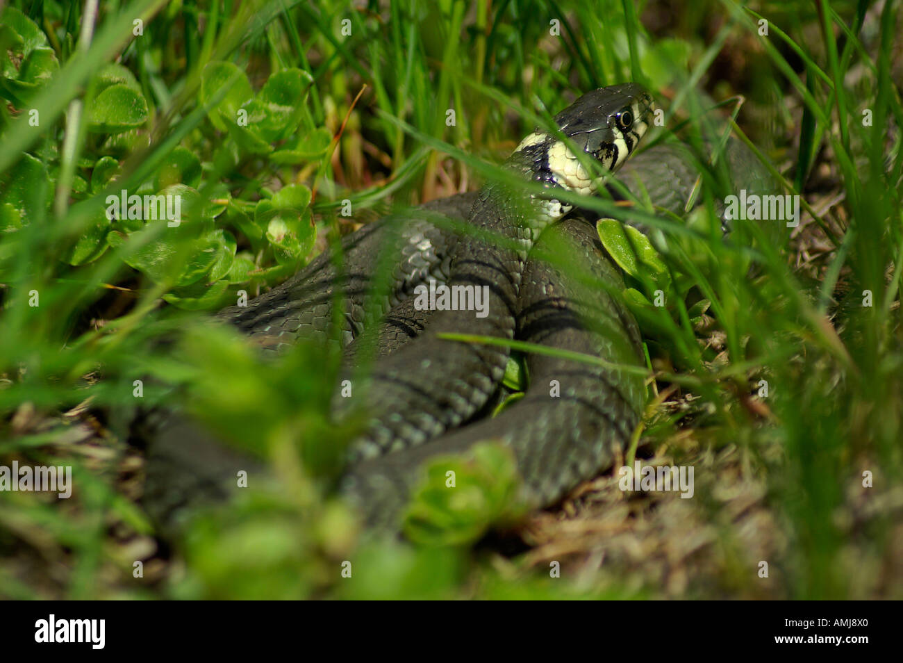 Un serpent dans l'herbe. Banque D'Images