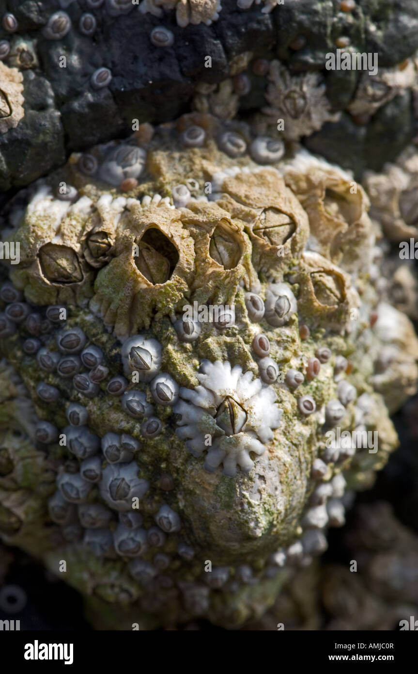 Pousse-pieds Banque D'Images