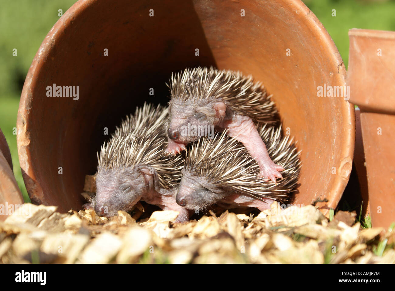 Les Herissons Bebe Dans Pot De Fleurs Photo Stock Alamy
