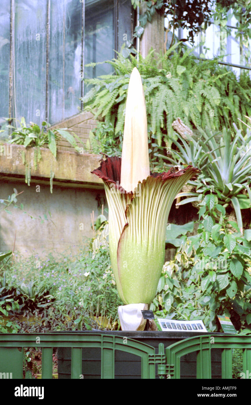 Titan Arum, Amorphophallus titanum Banque D'Images