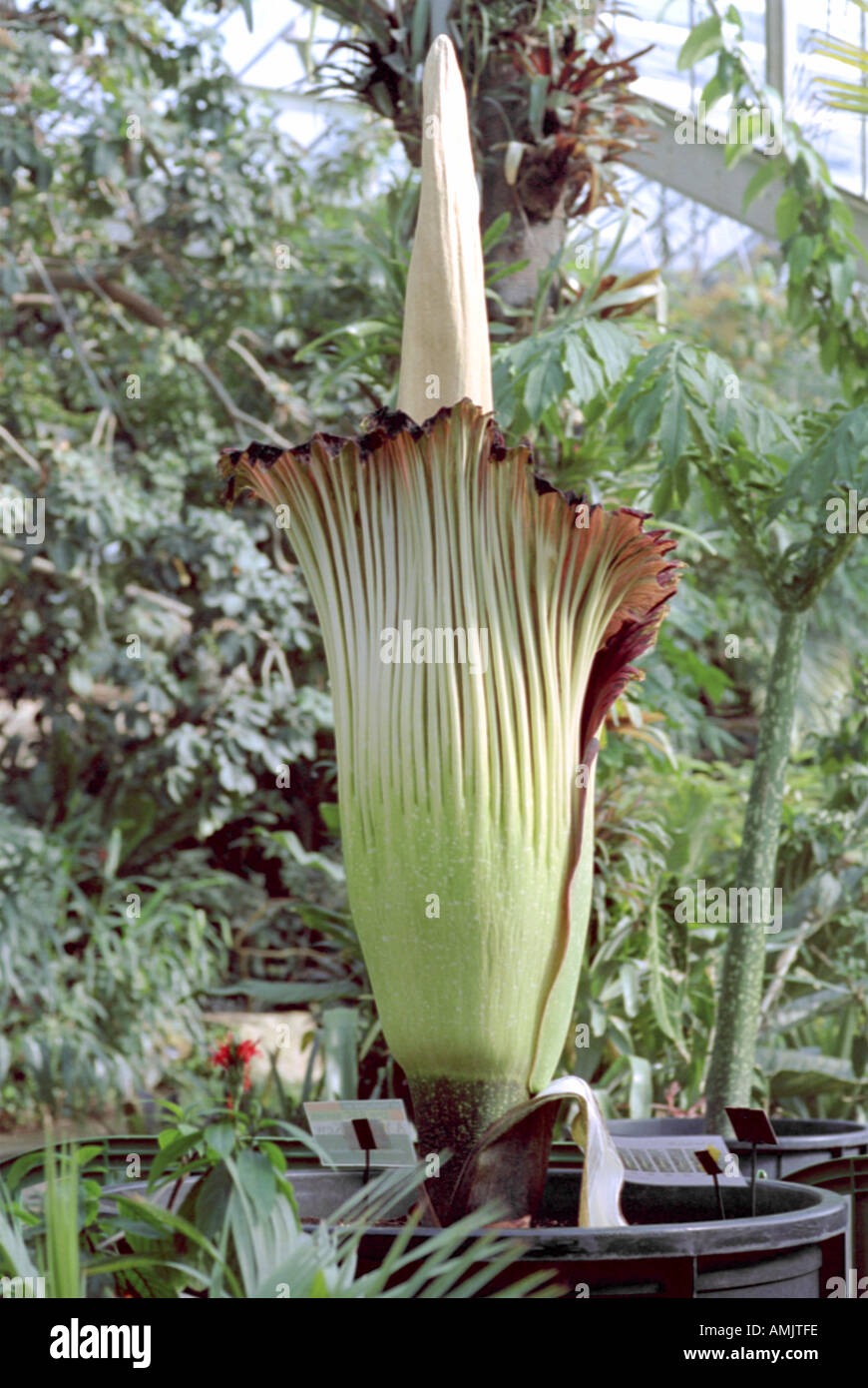 Titan Arum, Amorphophallus titanum Banque D'Images