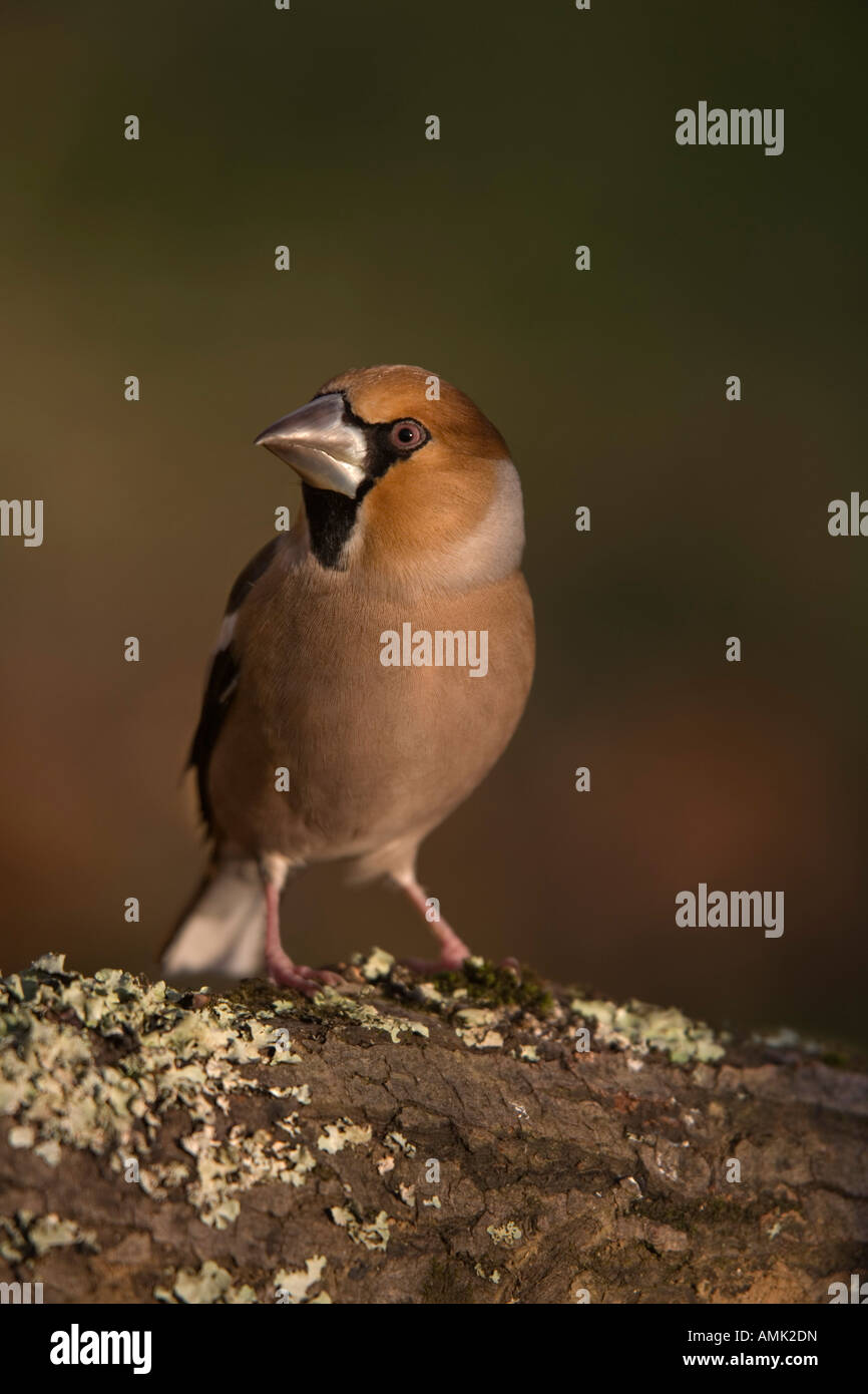 Coccothraustes coccothraustes hawfinch sur un journal Banque D'Images