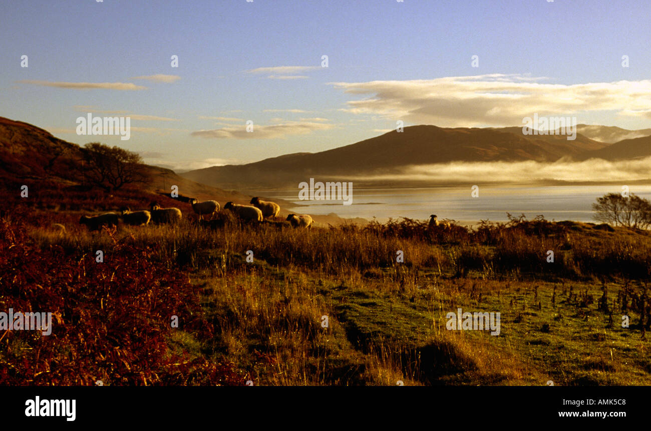 Le pâturage des moutons à l'aube Loch na Keal Isle of Mull Banque D'Images