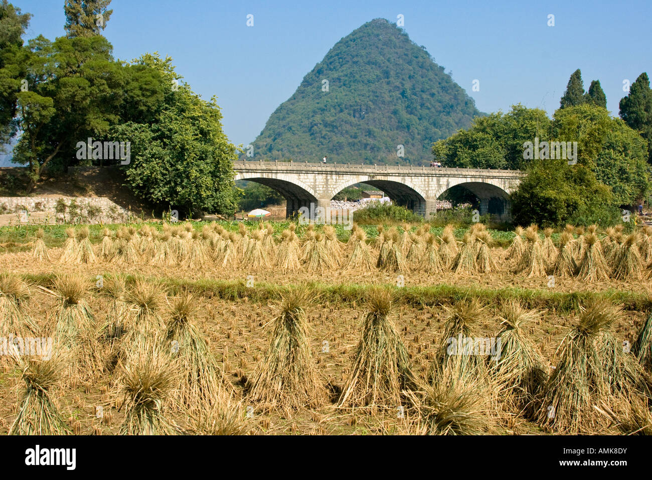 La récolte de riz de l'agriculture chinois Rural calcaire Scène Yangshuo Chine Guangxi Province Karts Banque D'Images
