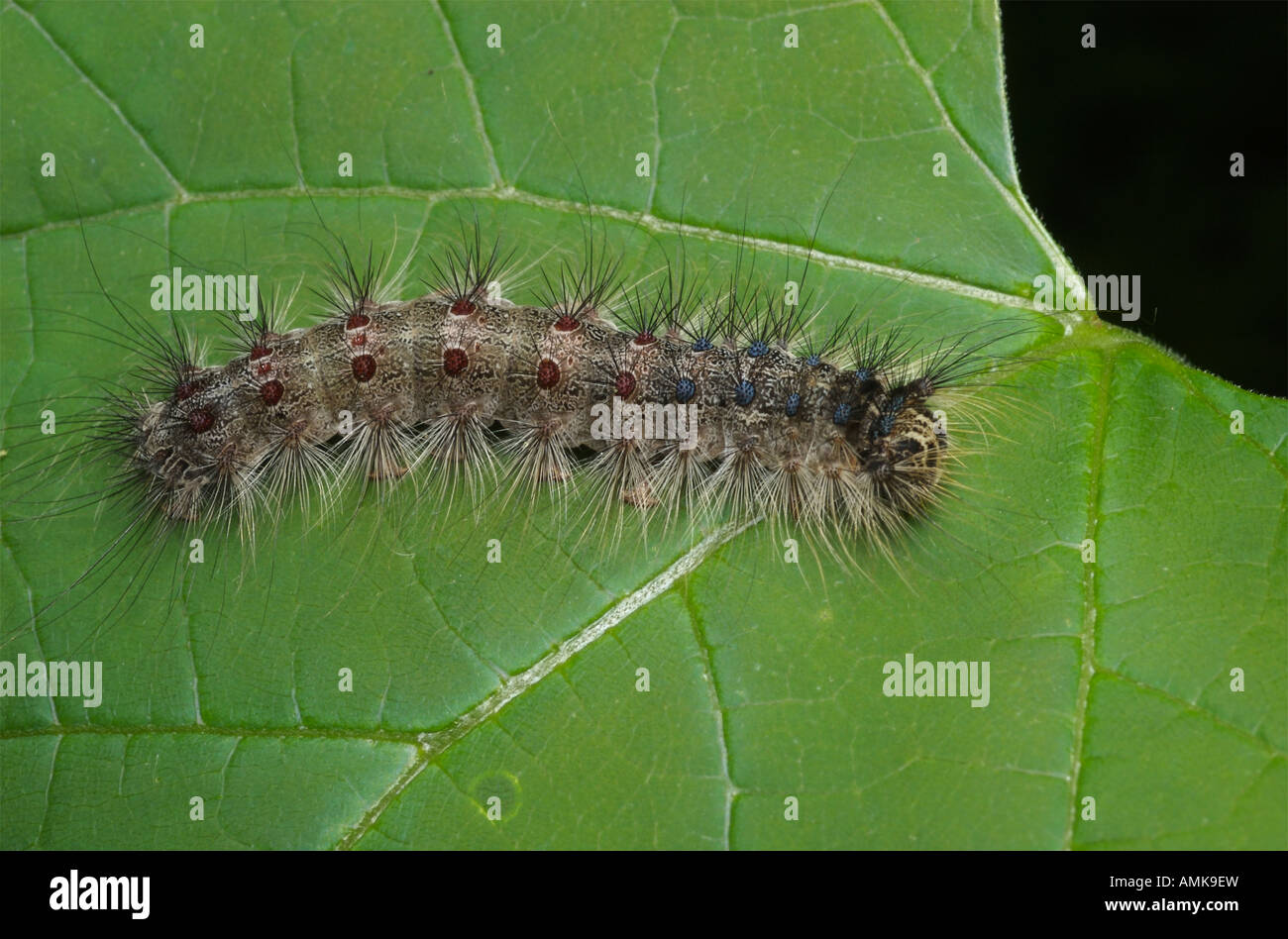 Caterpillar spongieuse sur une feuille verte Banque D'Images