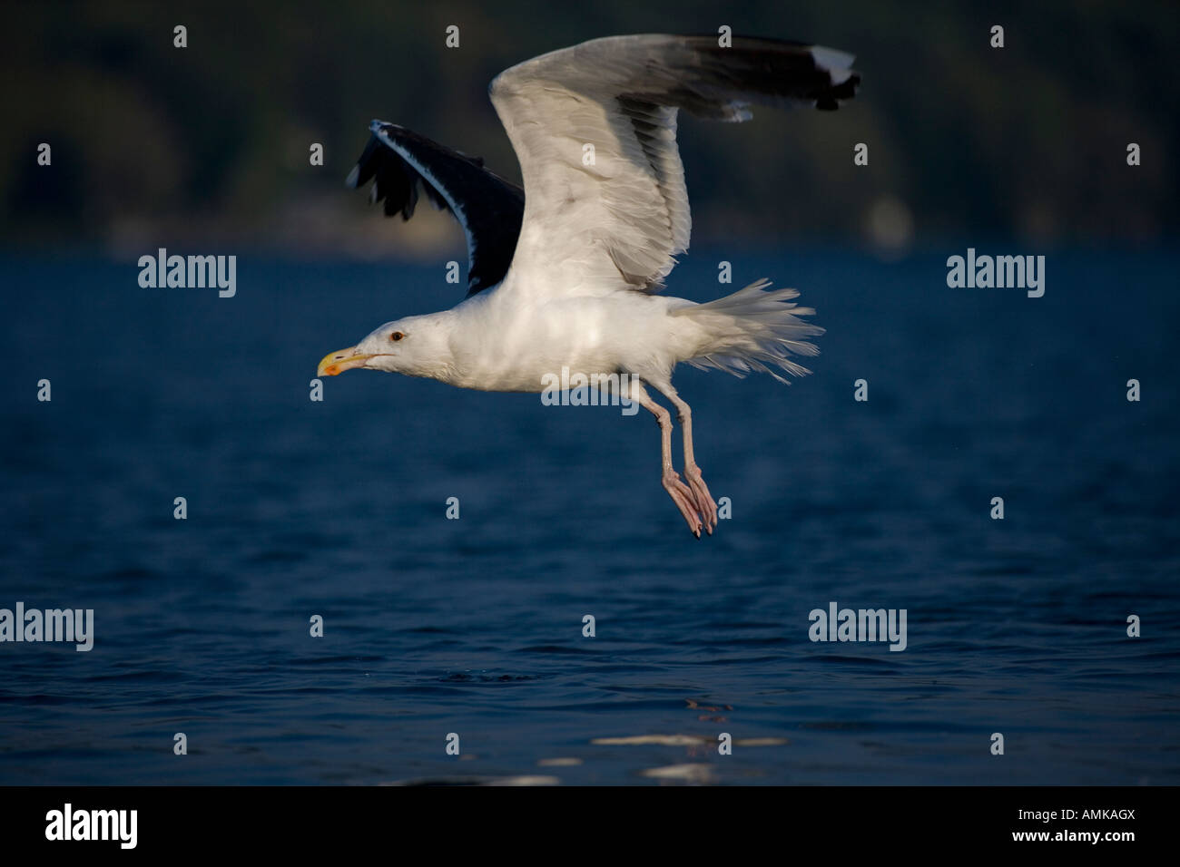 Le Hot décollant de lac Gull Larus marinus New York Banque D'Images