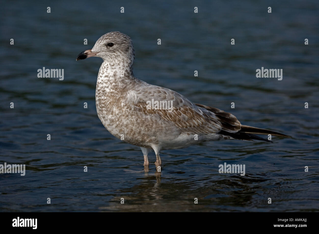Ring-billed Gull Larus delawarensis juvénile New York USA Standing in lake Banque D'Images