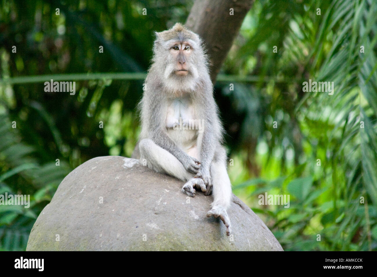 Les macaques à longue queue Macaca fascicularis Monkey Forest Ubud Bali Indonésie Banque D'Images