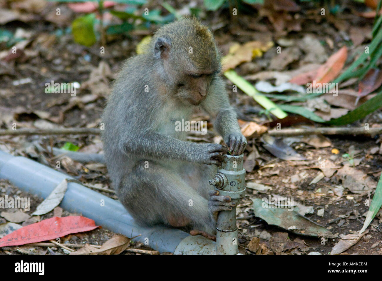 Jouer avec de l'eau tuyau de longueur Queue Macaca fascicularis macaque Monkey Forest Ubud Bali Indonésie Banque D'Images