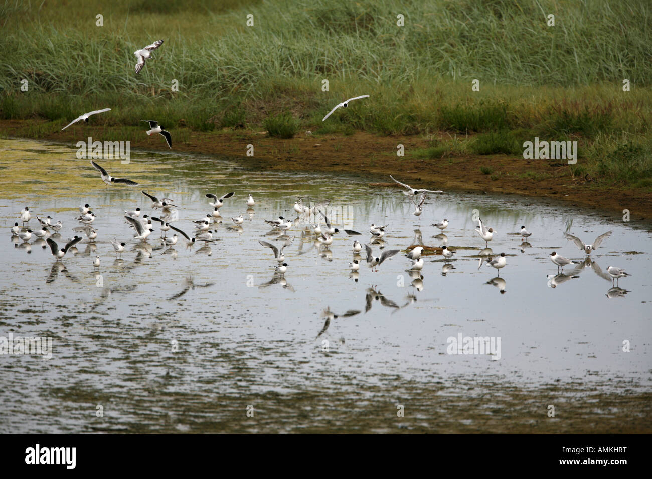 Peu de mouettes Banque D'Images