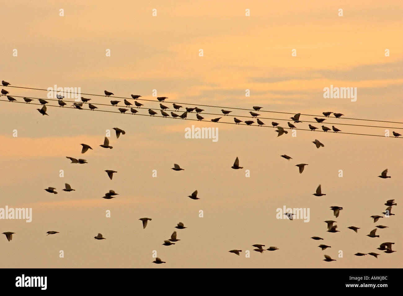 Les étourneaux migrateurs à l'estuaire de la Tamise La Grippe aviaire La grippe aviaire pourrait être portée à la Grande-Bretagne par les oiseaux migrateurs Banque D'Images