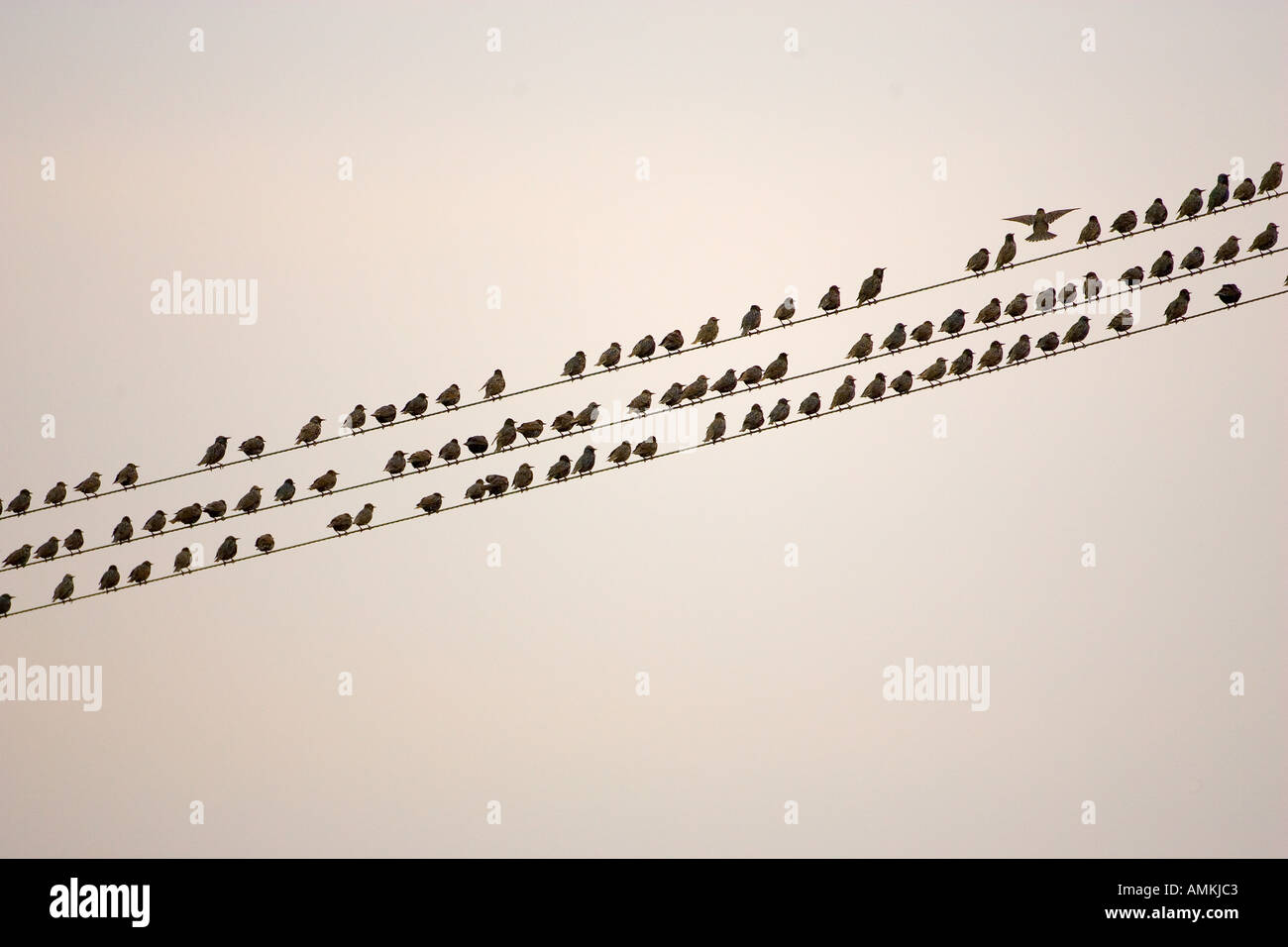 Les étourneaux migrateurs sur les fils à Thames Estuary Grippe aviaire La grippe aviaire pourrait être portée à la Grande-Bretagne par les oiseaux migrateurs Banque D'Images