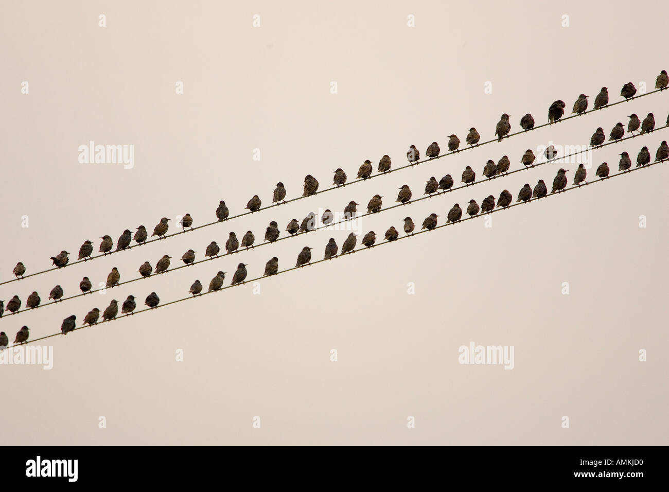 Les étourneaux migrateurs sur les fils à Thames Estuary Grippe aviaire La grippe aviaire pourrait être portée à la Grande-Bretagne par les oiseaux migrateurs Banque D'Images