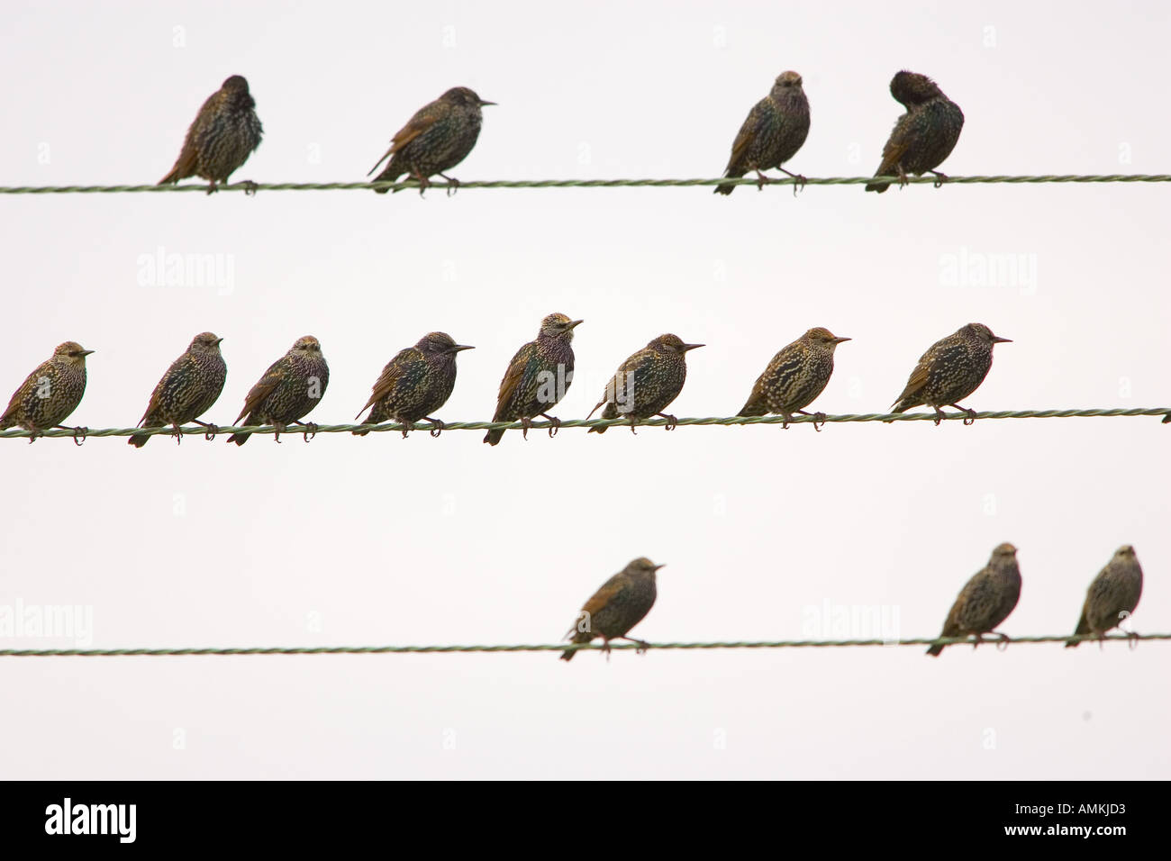 Les étourneaux migrateurs sur les fils à Thames Estuary Grippe aviaire La grippe aviaire pourrait être portée à la Grande-Bretagne de l'Europe par les oiseaux migrateurs Banque D'Images