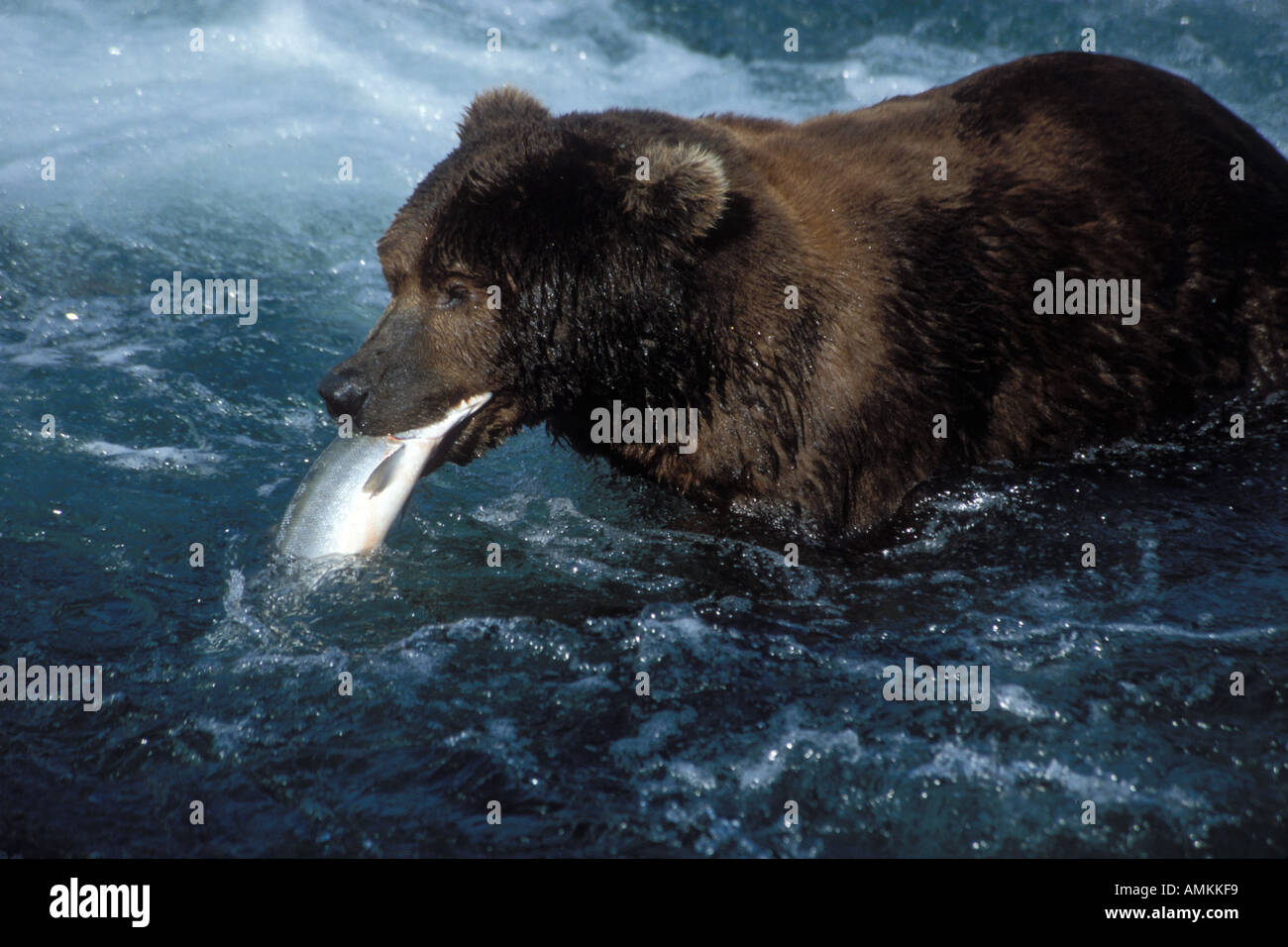 Ours brun (Ursus arctos) avec du saumon rouge dans la bouche de la rivière Brooks pêche Alaska Katmai National park Banque D'Images