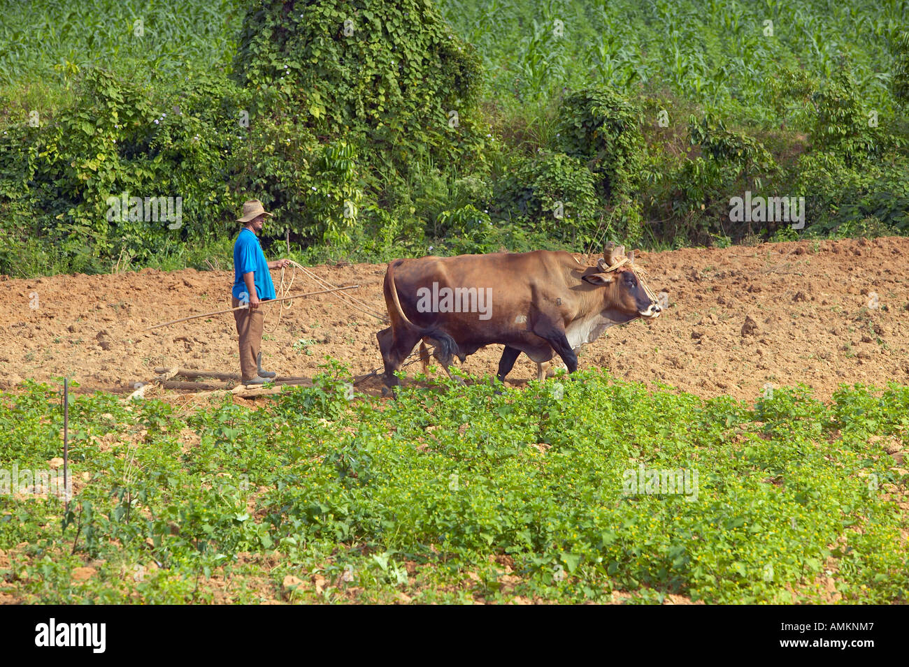 Des boeufs et charrue homme champ dans la Valle de Vinales au centre de Cuba Banque D'Images