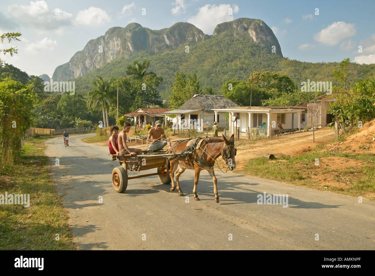 Voyageant en chariot à cheval en face de la maison dans la Valle de Vinales au centre de Cuba Banque D'Images